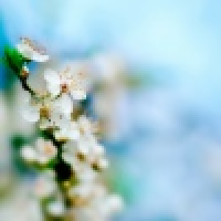 植发星y2108795160