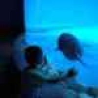 植发星妙皇觉慧