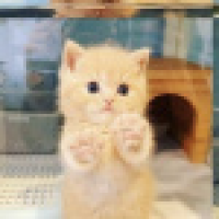 植发星黑色138826