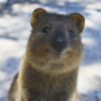 植发星孤军作战白羊