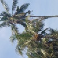 植发星和蔼的uah