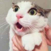 植发星stupid小小马94