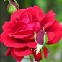 植发星嫑孤单梦遗