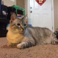 植发星～青梅子～