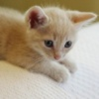 植发星小丫头900