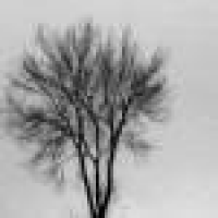 植发星爱飞的鱼