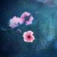 植发星龙争虎斗HjhdyC