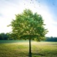 植发星operateaidz