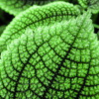 植发星威尔F87SE39