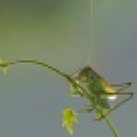 植发星complete909463