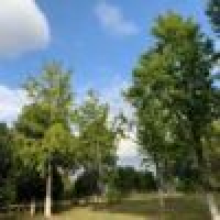 植发星吴文昊96sz枠