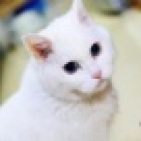 植发星闫莉女王