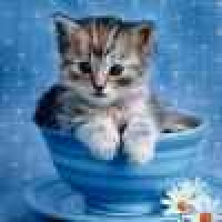 植发星善良的大灰狼86