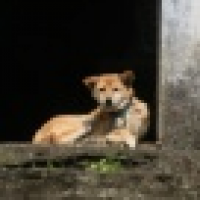 植发星禽兽TA0507