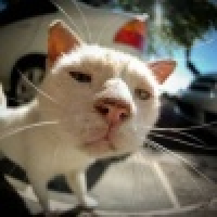 植发星幻落成羽