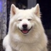 植发星夜小柒668