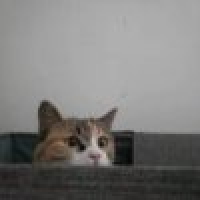 植发星MIKU373222909