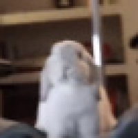 植发星TheObserverv24