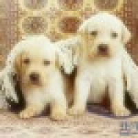 植发星吃樱桃的小丸子