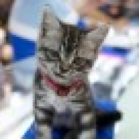 植发星水瓶叶子528