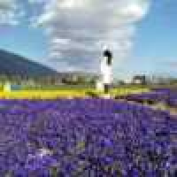 植发星kilo谢家果w