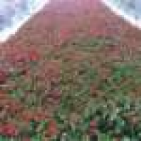 植发星日向酱丶408