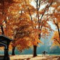 植发星静子°1510