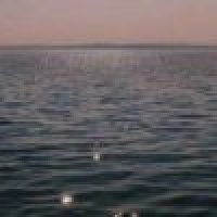 植发星山下女的事老虎