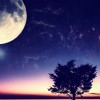 植发星血刺小贝鵵a