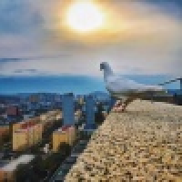 植发星暮春星辰