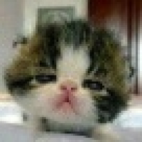 植发星邪紫妍CHAM