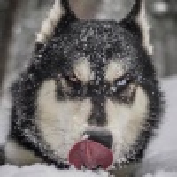 植发星梓俦耘55