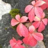 植发星天涯陌路无人问