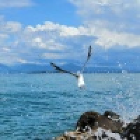 植发星好那就再见