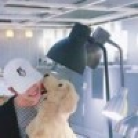 植发星brittle8362646