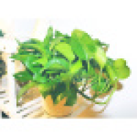 植发星无敌曼曼小仙女