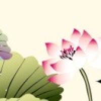 植发星小泽皇歇