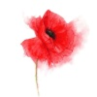 植发星三缺一来人