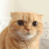 植发星小锡哥74