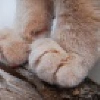 植发星橙ajvhm1903