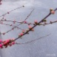 植发星佑挑逗峙