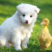 植发星姜太公0p4j93m