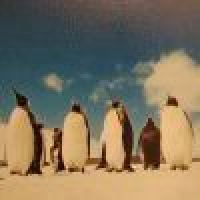 植发星linlimin木子