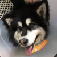 植发星我是霉西uOI50K