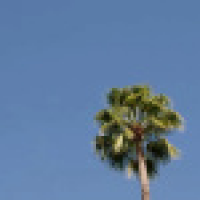 植发星我是是诺诺