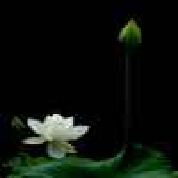 植发星流墨002BB