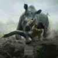 植发星张秀英86