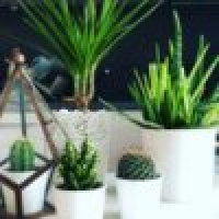 植发星俩小娃的妈