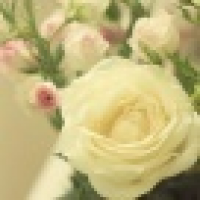 植发星豆豆看烟花