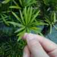 植发星系文学奖获得者